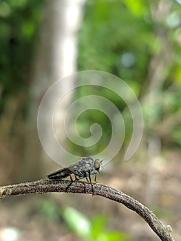 Robber fly on dry twigs seen from the side