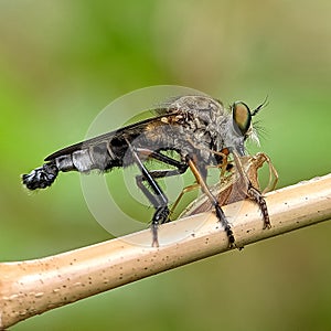 A robber fly eat on branch