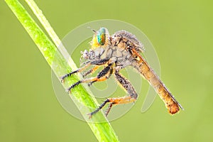 Robber fly eat