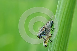 Robber fly is eating another Incest