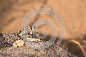 Robber Fly Eating its Prey