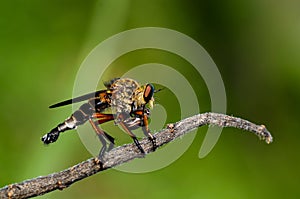 Robber Fly