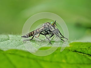 Robber Fly eating mosquito