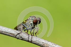 Robber Fly eating prey