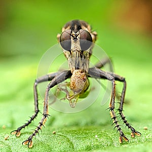 Robber fly is eating prey on the leaves