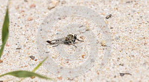 A Robber Fly Efferia albibarbis Perched on the Ground Waiting for Prey