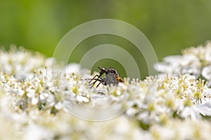 Robber fly, empis tesselata, feeding on a umbellifer flower head on a sunny day in May.