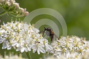 Robber fly, empis tesselata, feeding on a umbellifer flower head on a sunny day in May. photo