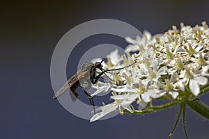 Robber fly, empis tesselata, feeding on a umbellifer flower head on a sunny day in May. photo