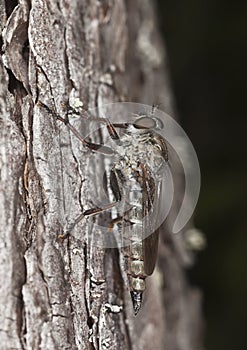 Robber fly. Extreme close-up.