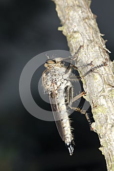 Robber fly. Extreme close-up.