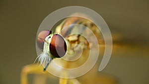 Robber fly eyes perched resting macro close up