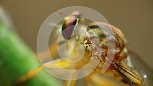 Robber fly eyes side perched resting macro close up