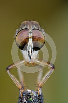 Robber fly face to face