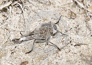 Robber Fly (Family Asilidae) Waits in Ambush on Sandy Habitat