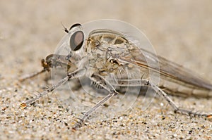 Robber fly feeding on another fly