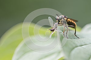 Robber fly feeding on another fly