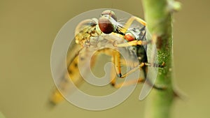 Robber Fly Feeding On A Fly Macro Close Up