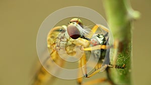 Robber Fly Feeding On A Fly Macro Close Up Detail