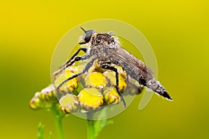 Robber fly on flower