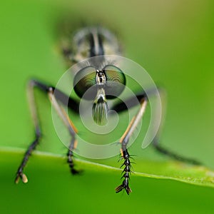 Robber fly in the green 2