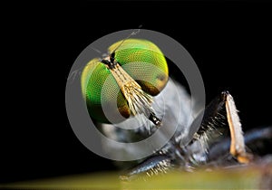 Robber fly with green eyes