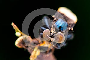 Robber Fly Holcocephala fusca nature marco photography