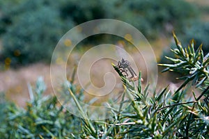robber fly insect after eclosion perched on plant photo