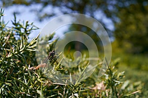 robber fly leaving pupal case, neoitamus holding spiky leaf