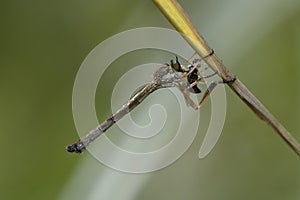 Robber fly, Leptogaster cylindrica, sitting on a plant