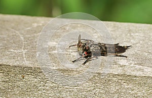 A Robber Fly Machimus cingulatus feeding on a fly that it has just captured.