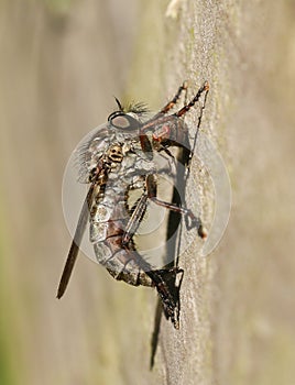 A Robber Fly Machimus cingulatus feeding on its prey another fly.