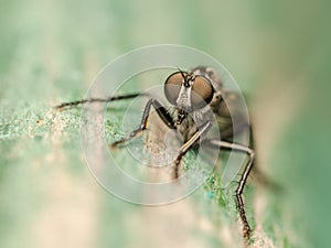 Robber Fly Macro