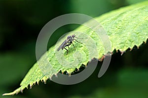 Robber fly (Neoitamus