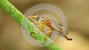Robber fly perched cleaning resting macro close up
