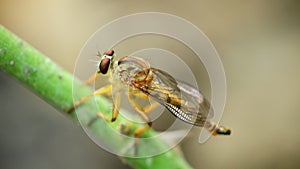 Robber fly perched resting macro close up