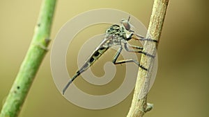 Robber fly perched resting macro close up hd