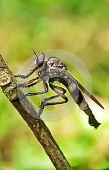 Robber Fly The Predator