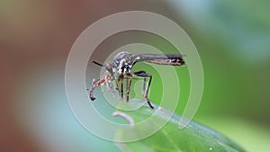 Robber fly with prey