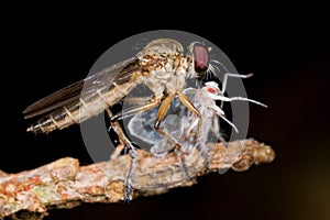 Robber fly with prey - a plant hopper