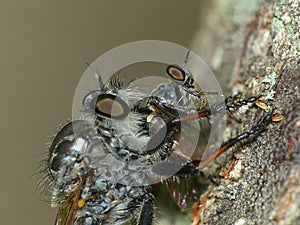 Robber Fly Preys on a Gnat Ogre