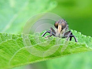 A robber fly resting in the bend of a leaf