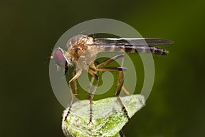 Robber fly side view