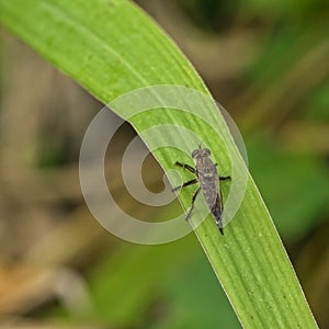 Robber fly sitting on a green plant