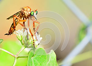 Robber fly stalking