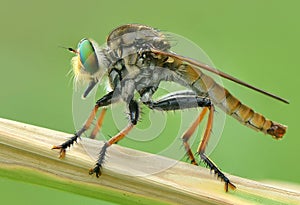 Robber fly stay on branch with sunlight