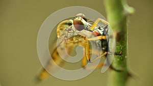 Robber Fly Sucking Fluids Out Of A Dead Fly