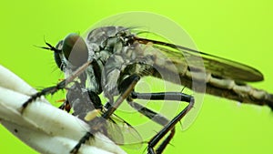 Robber Fly Sucking Fluids Out Of A Dead Fly HD