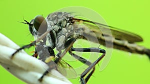 Robber Fly Sucking Fluids Out Of A Dead Fly HD