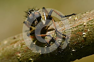 Robber fly Tolmerus atricapillus in close-up photo